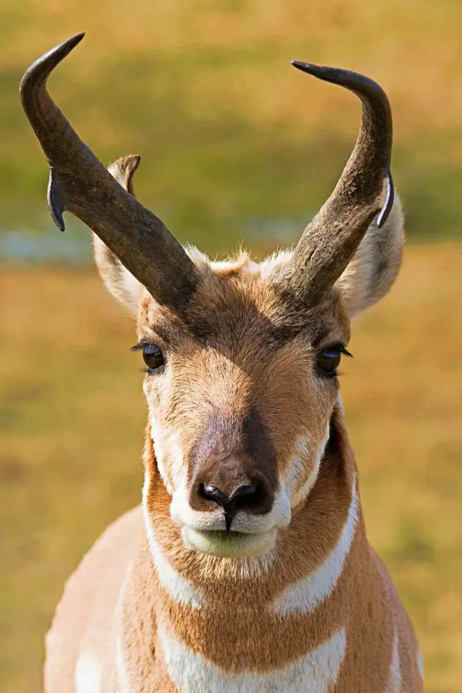 An image of light brown pronghorn