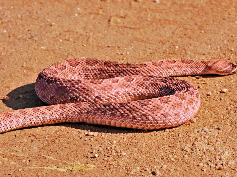 Huge rattle snake on the ground in Grand Canyon National Park