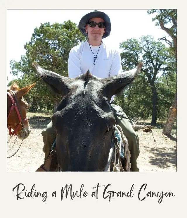 15 Best Things to Do in Grand Canyon for Non Hikers: Views Without the Sweat man (James Ian) wearing a hat sitting on a mule at the Grand Canyon looking at the camera front on