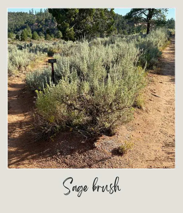 A photo of a dense cluster of sagebrush with silvery-green leaves grows along a sandy trail, surrounded by scattered trees and rolling terrain under warm sunlight at East Rim Trail to Observation Point Zion National Park.