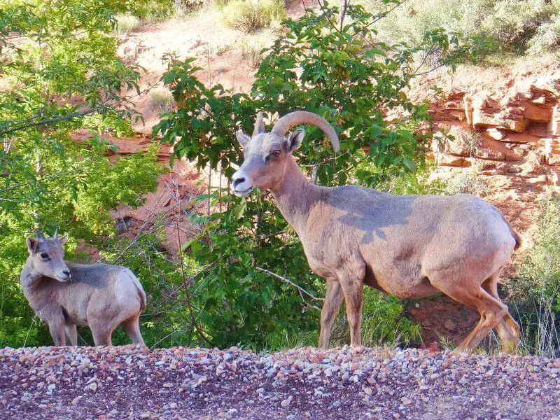 spring in zion national park - baby bighorn sheep