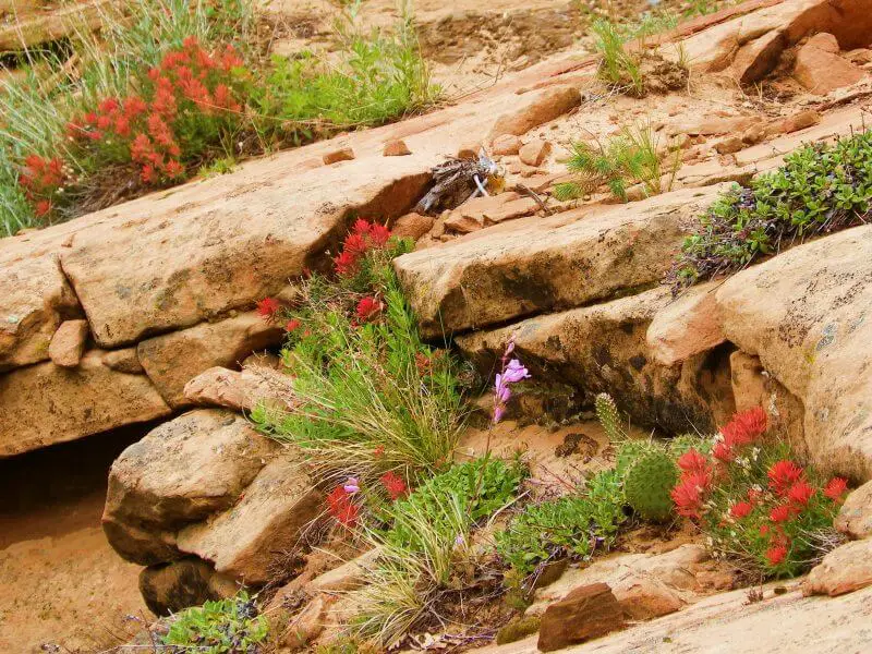 spring in zion national park - wildflowers