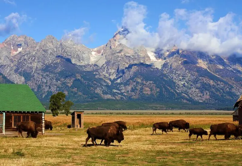 things-to-do-Teton-National-Park-see-Bison-Grand-Teton-National-Park