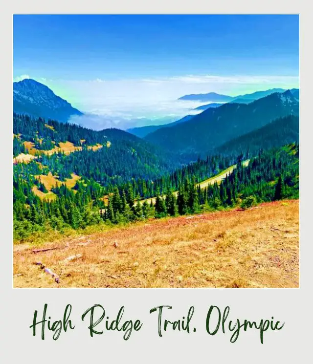 High Ridge Trail to Sunrise Point, Hurricane Ridge: Complete Guide Road in the middle of the mountains surrounded by trees in Hurricane Ridge Olympic National Park