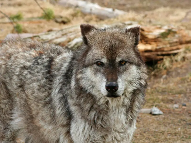 close up of a wolf in yellowstone